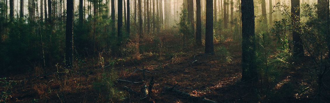 OCA Global supports the Government of Lebanon to promote sustainable forest management