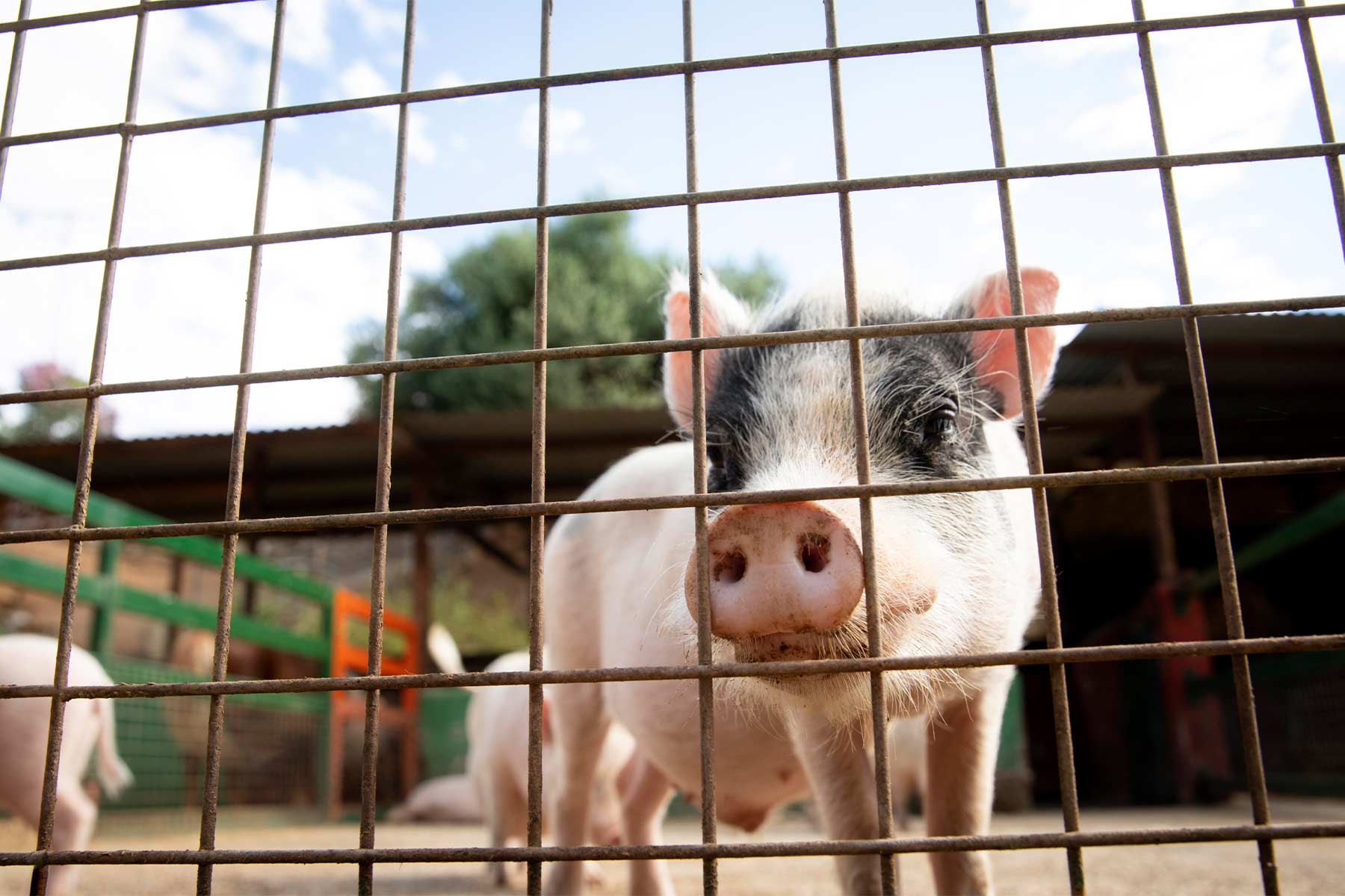 The new animal welfare certification for transport is now a reality